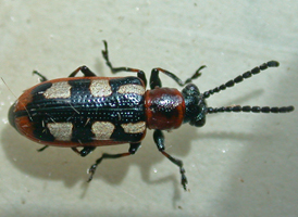 Asparagus Beetle